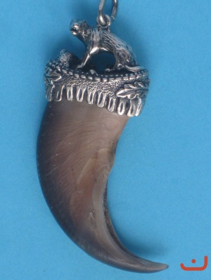 Grizzlybärenkralle