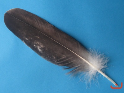 Seeadlerfeder 27031