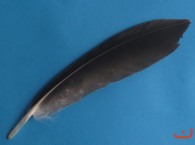 Seeadlerfeder 31021