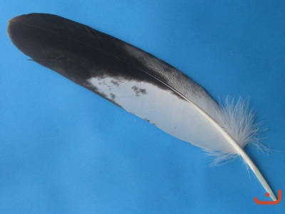 A Steinadlerfeder 24035