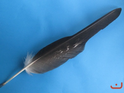 A Steinadlerfeder 15051