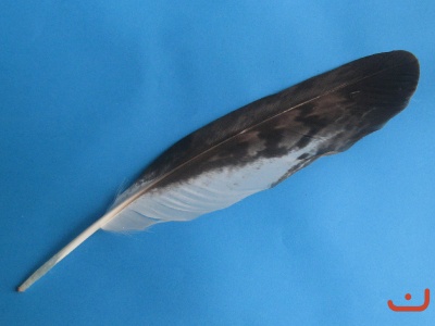A Steinadlerfeder 16038