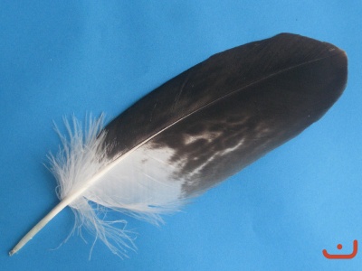 A Steinadlerfeder 26026
