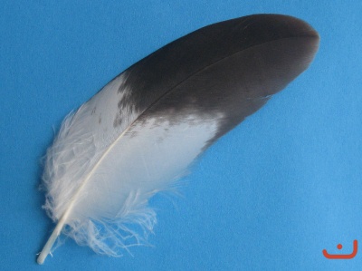 A Steinadlerfeder 41018