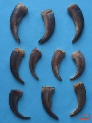 A-Grizzlybärkralle