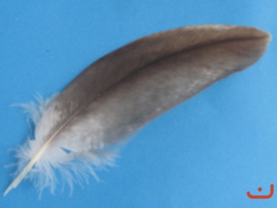 Seeadlerfeder 41020