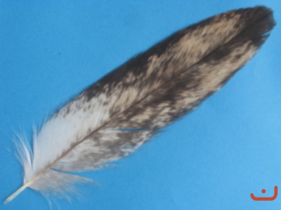Seeadlerfeder 71022
