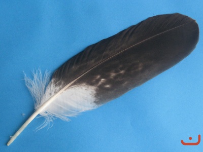 A Steinadlerfeder 25029