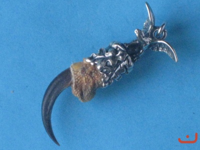 Greifvogelkralle 8358