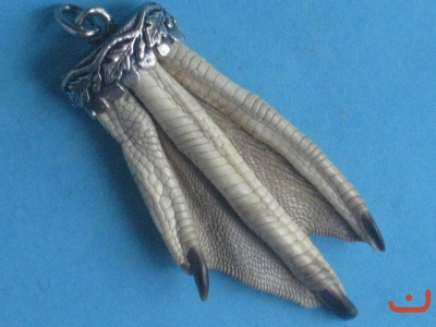 Entenkralle 5229