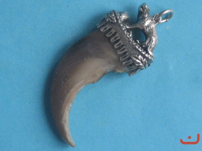 Braunbär(Grizzly)kralle 2-6680