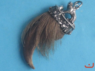 Braunbär(Grizzly)   kralle 2-6684