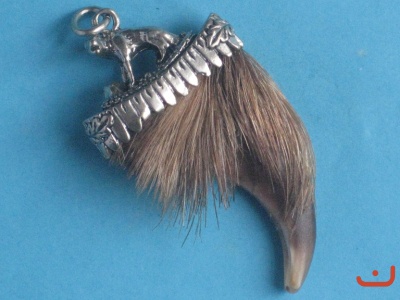 Braunbär(Grizzly)   kralle 2-6686