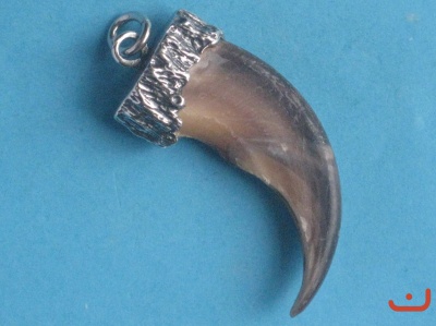 Braunbär(Grizzly)   kralle 1-6650