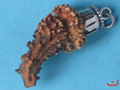 X Kümmerer 8532
