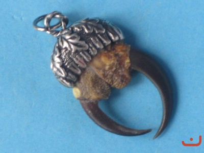 Greifvogelkrallen 8249