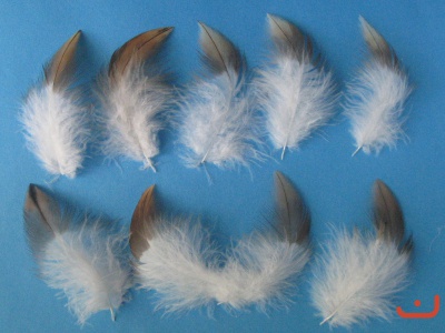 A-federn 07