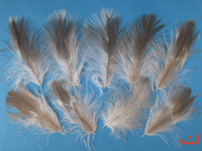 A-federn 02