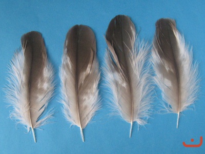 A-federn 12