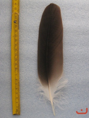 Gänsegeier 002