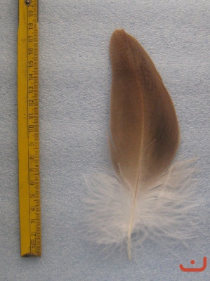 Gänsegeier 009
