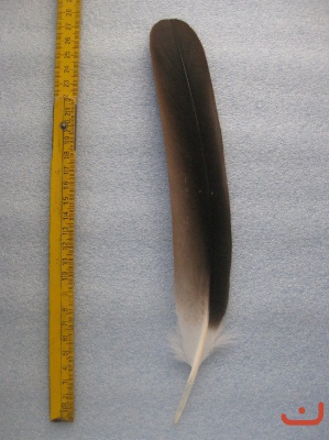 Gänsegeier 012