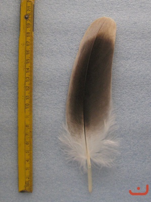 Gänsegeier 014