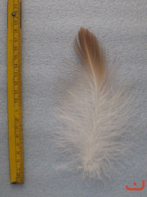 Gänsegeier 020