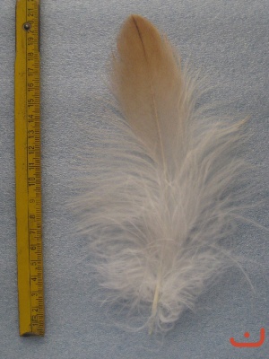 Gänsegeier 023