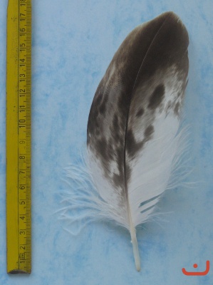 A Steinadler 123