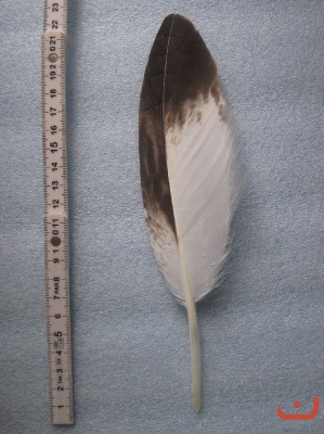 A Steinadler 141