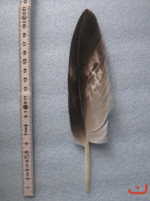 A Steinadler 143