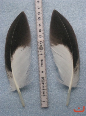A Steinadler 161
