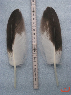 A Steinadler 162