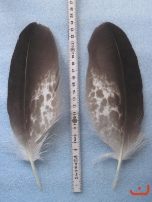 A Steinadler 171