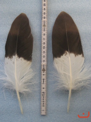 A Steinadler 172