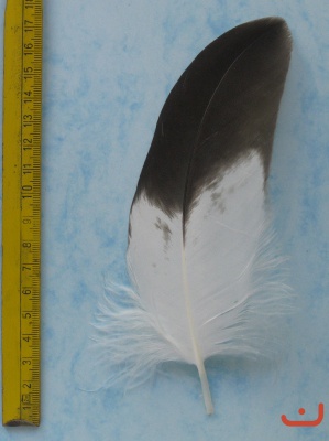 A Steinadler 101