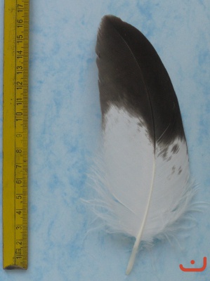 A Steinadler 104