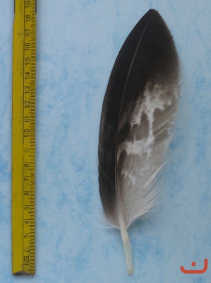 A Steinadler 131