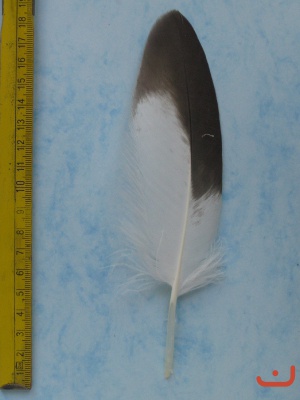 A Steinadler 133
