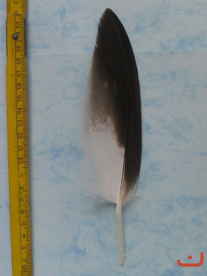 A Steinadler 134