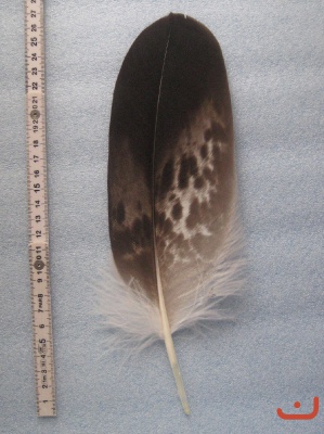 A Steinadler 211