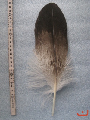 A Steinadler 212