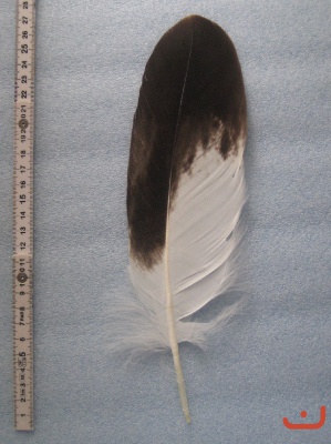 A Steinadler 223