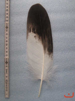 A Steinadler 224