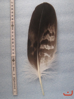 A Steinadler 213