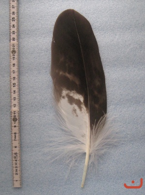 A Steinadler 214