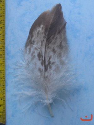 B Seeadler 104