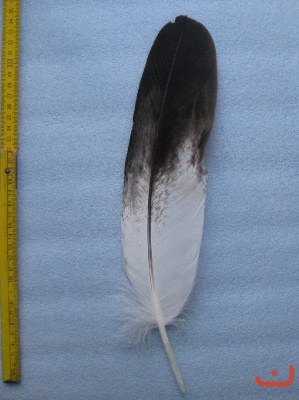 A Steinadler 302