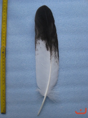 A Steinadler 303